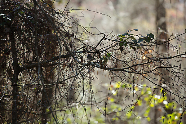 포토 JPG 해외이미지 나무 동물 척추동물 야생동물 과학 백그라운드 날개 자연 조류 생물 풍경 사람없음 야외 가로 초록색 뷰티 환경 다양 성장 나뭇가지 황무지 떨어짐 보호 작음 깃털 생물학 참새 장면 리빙 내추럴 동물상 생태학 그리너리 해외포토 식물 교육 컬러 다수 컨셉 조형물 크기 생태계 파일형식 트랜드컬러 이미지허브