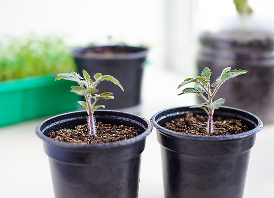 포토 JPG 해외이미지 식물 잎 토마토 사람없음 흙 원예 모종 해외포토 채소 취미 파일형식 이미지허브