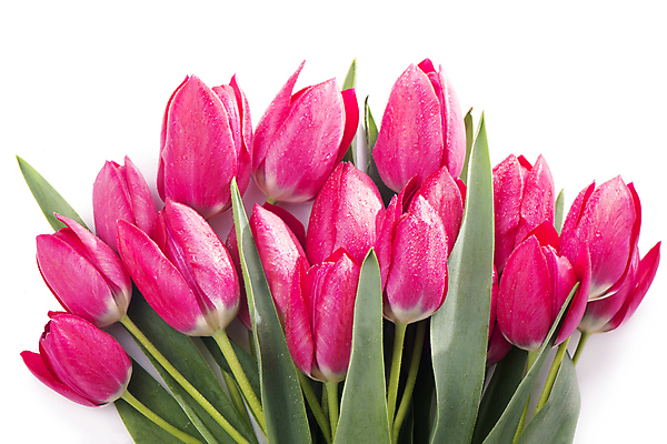 포토 JPG 해외이미지 여러송이 잎 봄꽃 실내 사람없음 튤립 흰배경 해외포토 식물 꽃 다수 백그라운드 내부 봄 흰색 파일형식 이미지허브