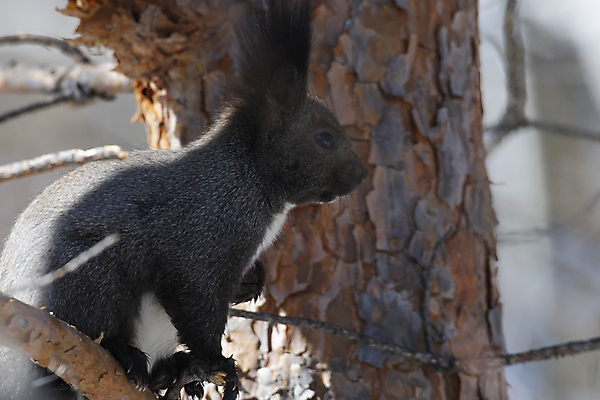 포토 JPG 해외이미지 나무 동물 자연 사람없음 머리 검은색 설치류 다람쥐 해외포토 식물 컬러 신체부위 생태계 파일형식 이미지허브