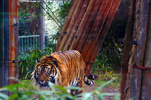 포토 JPG 해외이미지 공원 아시아 야생동물 여행 겨울 패턴 오렌지 자연 주택 이끼 사람없음 야외 옆모습 뷰티 갈색 노란색 검은색 산책 분노 표현 호랑이 닫기 숲 위험 그늘 사파리 사냥 육식동물 사냥꾼 멸종 녹색배경 동물상 해외포토 동물 직업 계절 공공시설 감정 나라 뷰포인트 컬러 백그라운드 컨셉 무늬 과일 포유류 모션 휴식 건물 초록색 조형물 생태계 파일형식 이미지허브