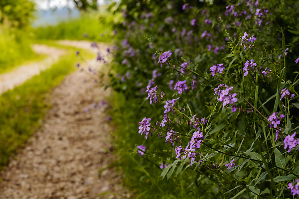 포토 JPG 해외이미지 식물 꽃 유럽 잎 꽃무늬 밭 자국 자연 산 사람없음 초록색 파란색 컬러풀 뷰티 정원 보라색 봄 벚꽃 개화 작음 제비꽃 폴란드 내추럴 해외포토 계절 나라 컬러 무늬 농업 크기 생태계 파일형식 이미지허브