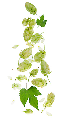 포토 JPG 해외이미지 잎 맥주 사람없음 초록색 홉 해외포토 식물 컬러 주류 파일형식 이미지허브