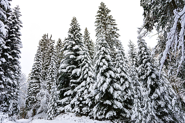 포토 JPG 해외이미지 나무 계절 공원 백그라운드 크리스마스 겨울 자연 날씨 산 파노라마 사람없음 야외 목재 환경 침묵 추위 덮개 흰색 시골 그룹 숲 12월 서리 장면 북쪽 침엽수 흐림 1월 내추럴 2월 웅장함 눈내림 가문비나무 해외포토 식물 공공시설 기념일 컬러 재료 눈_날씨 촬영기법 소리 뚜껑 날짜 방향 생태계 파일형식 이미지허브
