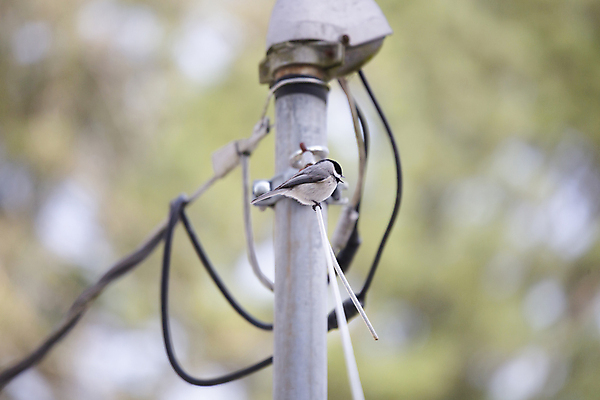 포토 JPG 해외이미지 동물 척추동물 야생동물 선 과학 백그라운드 컨셉 날개 자연 조류 생물 사람없음 야외 가로 뷰티 환경 힘 외침 다양 도시 보호 작음 깃털 생물학 장면 철사 리빙 동물상 생태학 해외포토 교육 다수 조형물 소리 크기 생태계 파일형식 이미지허브