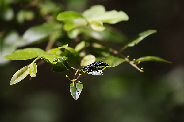 포토 JPG 해외이미지 동물 야생동물 과학 곤충 백그라운드 잎 날개 자연 생물 안테나 풍경 사람없음 야외 가로 초록색 빛 환경 검은색 다양 성장 황무지 오르간 보호 말벌 흉부 생물학 좁은 육식동물 장면 진흙 리빙 내추럴 동물상 생태학 그리너리 해외포토 식물 교육 컬러 다수 컨셉 통신 조형물 건반악기 호흡기관 벌_곤충 생태계 파일형식 트랜드컬러 이미지허브