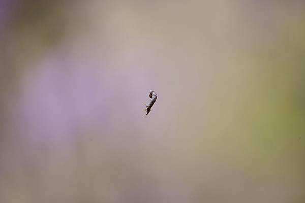 포토 JPG 해외이미지 야생동물 분홍색 과학 곤충 백그라운드 자연 생물 매달리기 사람없음 야외 가로 뷰티 환경 다양 황무지 보호 작음 생물학 장면 애벌레 리빙 나방 내추럴 돌리기 동물상 변태 생태학 해외포토 동물 교육 컬러 다수 컨셉 모션 조형물 벌레 크기 생태계 파일형식 이미지허브