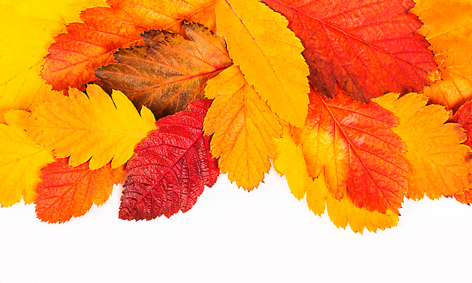 포토 JPG 해외이미지 단풍 낙엽 사람없음 오브젝트 해외포토 잎 파일형식 이미지허브