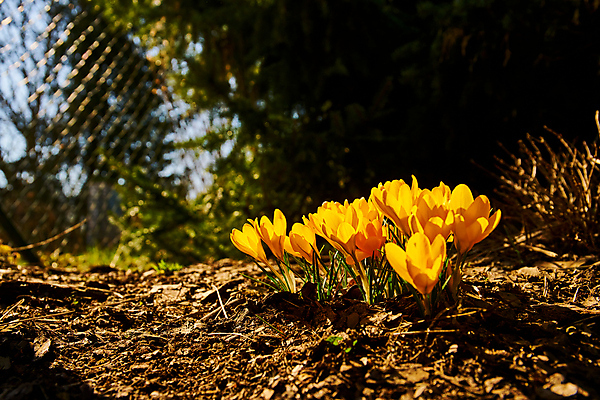 포토 JPG 해외이미지 식물 계절 공원 꽃잎 꽃 꽃다발 백그라운드 잎 겨울 꽃무늬 자연 휴가 부활절 사람없음 야외 초록색 뷰티 노란색 환경 정원 보라색 냉동 봄 추위 성장 벚꽃 신선 개화 4월 다발 속도 서리 내추럴 고립 사프란 생태학 해외포토 공공시설 교육 기념일 컬러 무늬 날짜 향신료 생태계 파일형식 이미지허브