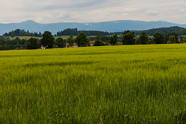 포토 JPG 해외이미지 나무 식물 구름 계절 꽃 유럽 길 밭 농업 자국 자연 하늘 산 풍경 사람없음 야외 초록색 여름 파란색 뷰티 농장 환경 성장 시골 신선 낟알 밀 폴란드 해외포토 자연요소 나라 산업 컬러 곡류 생태계 파일형식 이미지허브