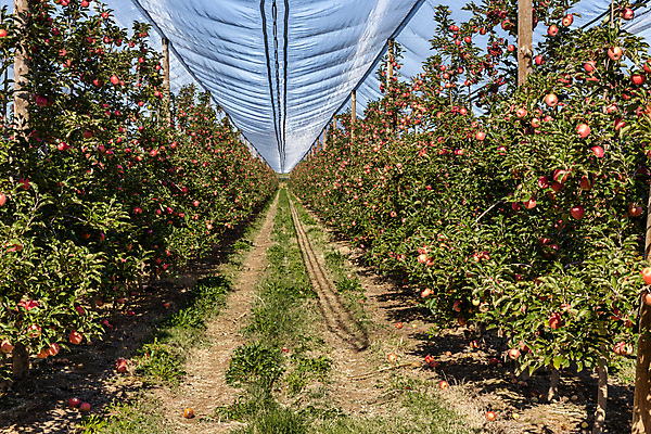 포토 JPG 해외이미지 나무 계절 산업 농업 과일 자연 매달리기 건강 사람없음 야외 농장 농경지 정원 활발 수확 성장 시골 스페인 제조 사과 숲 과수원 원예 생물학 상업 내추럴 강렬 바이오 밭일 줄서기 많음 세련 해외포토 식물 교육 유럽 컨셉 모션 취미 생태계 파일형식 이미지허브