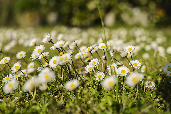 포토 JPG 해외이미지 식물 계절 꽃잎 꽃 분홍색 꽃다발 백그라운드 잎 꽃무늬 밭 오렌지 자연 선물 사람없음 장식 빨간색 초록색 컬러풀 태양 뷰티 노란색 머리 정원 봄 성장 벚꽃 흰색 신선 개화 묘사 원예 데이지 내추럴 고립 캐모마일 해외포토 자연요소 컬러 무늬 농업 과일 취미 신체부위 허브 생태계 파일형식 이미지허브