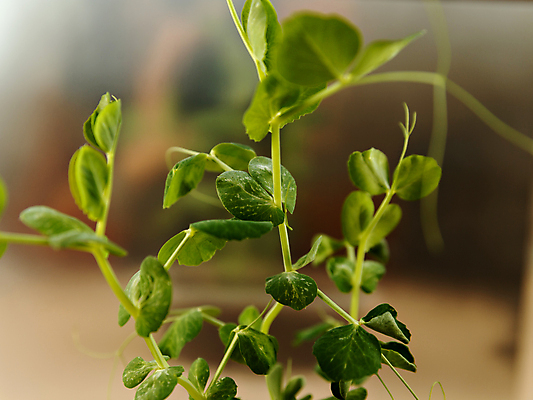 포토 JPG 해외이미지 식물 음식 백그라운드 잎 다이어트 채소 재료 자연 콩 건강 씨앗 사람없음 초록색 새싹 환경 식사 성장 신선 냄비 먹기 유기농 완두콩 날것 뿌리 내추럴 모종 채식주의자 해외포토 웰빙 컬러 모션 곡류 솥 생태계 채식 파일형식 이미지허브