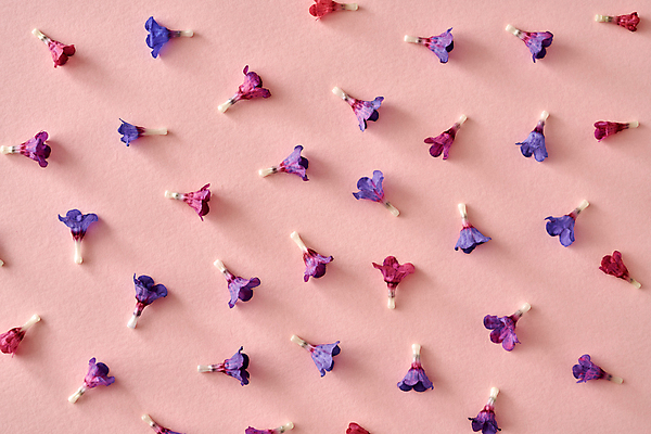 포토 JPG 해외이미지 꽃 분홍색 백그라운드 패턴 사람없음 보라색 패턴백그라운드 해외포토 식물 컬러 무늬 파일형식 이미지허브