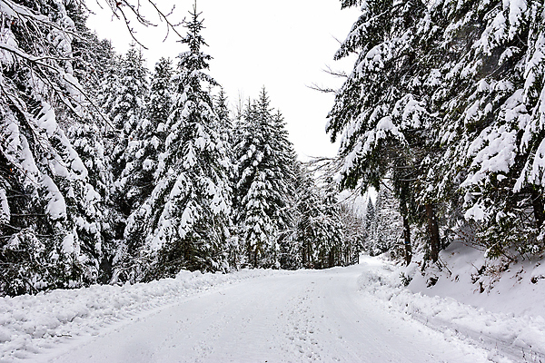 포토 JPG 해외이미지 나무 길 겨울 자연 사람없음 야외 눈 숲 가로수 해외포토 자연요소 식물 계절 날씨 생태계 파일형식 이미지허브