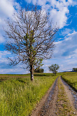 포토 JPG 해외이미지 나무 계절 유럽 도로 길 여행 밭 농업 자국 자연 하늘 산 사람없음 야외 목재 초록색 파란색 뷰티 환경 맑음 산책 시골 오솔길 언덕 폴란드 수평선 해외포토 식물 나라 산업 컬러 재료 교통시설 날씨 휴식 생태계 파일형식 이미지허브