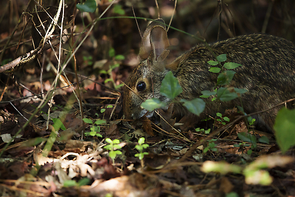 포토 JPG 해외이미지 주간 한마리 야생동물 낙엽 잎 앉기 사람없음 야외 토끼 소프트포커스 먹기 해외포토 자연요소 식물 동물 1 포유류 모션 촬영기법 반려동물 파일형식 이미지허브