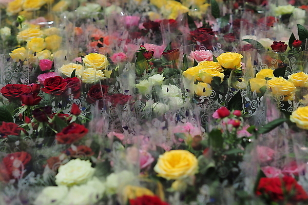 포토 JPG 해외이미지 식물 꽃 꽃다발 휴가 선물 사람없음 네덜란드 해외포토 유럽 파일형식 이미지허브