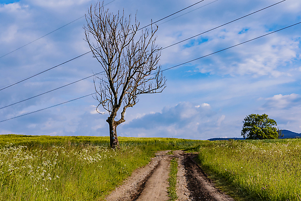 포토 JPG 해외이미지 나무 계절 유럽 도로 길 여행 밭 농업 자국 자연 하늘 산 사람없음 야외 목재 초록색 파란색 뷰티 환경 맑음 산책 시골 오솔길 언덕 폴란드 수평선 해외포토 식물 나라 산업 컬러 재료 교통시설 날씨 휴식 생태계 파일형식 이미지허브