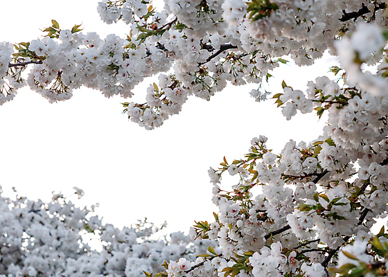 포토 JPG 해외이미지 나무 식물 계절 공원 꽃잎 꽃 분홍색 백그라운드 잎 꽃무늬 자연 하늘 사람없음 야외 초록색 뷰티 정원 봄 벚꽃 흰색 나뭇가지 신선 개화 체리 부드러움 내추럴 해외포토 공공시설 컬러 무늬 과일 감각 생태계 파일형식 이미지허브