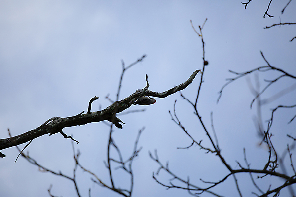 포토 JPG 해외이미지 나무 동물 척추동물 야생동물 과학 낙엽 자연 조류 하늘 날씨 생물 매달리기 사람없음 야외 목재 가로 환경 다양 나뭇가지 죽음 황무지 보호 숲 깃털 검색 생태계 생물학 장면 리빙 내추럴 동물상 생태학 해외포토 식물 교육 다수 컨셉 잎 재료 모션 조형물 파일형식 이미지허브