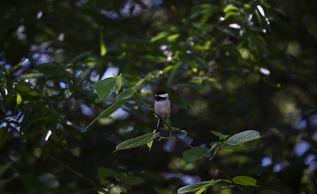 포토 JPG 해외이미지 동물 척추동물 야생동물 과학 백그라운드 자연 조류 생물 씨앗 풍경 사람없음 야외 가로 초록색 환경 다양 성장 나뭇가지 황무지 보호 작음 먹기 관목 깃털 생태계 생물학 장면 리빙 내추럴 동물상 생태학 그리너리 해외포토 나무 식물 교육 컬러 다수 컨셉 모션 조형물 크기 파일형식 트랜드컬러 이미지허브