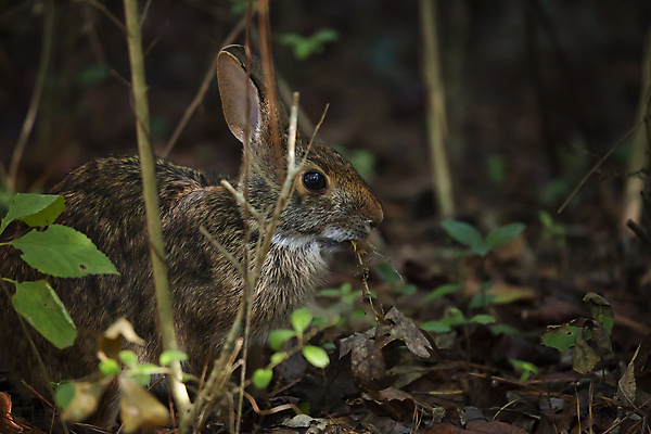포토 JPG 해외이미지 주간 한마리 야생동물 잎 사람없음 야외 아웃포커스 토끼 먹기 해외포토 자연요소 식물 동물 1 포유류 모션 촬영기법 반려동물 파일형식 이미지허브