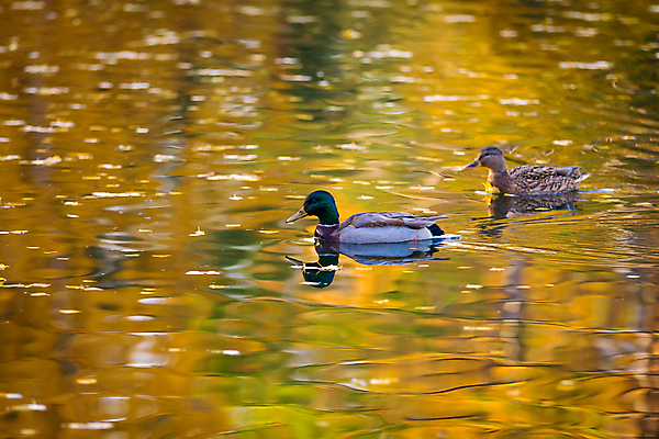 포토 JPG 해외이미지 동물 계절 공원 행복 잎 자연 조류 표면 오리 사람없음 야외 초록색 물 파란색 컬러풀 뷰티 반사 노란색 수영 침묵 연못 깃털 부리 물새 자작나무 청둥오리 10월 동물상 해외포토 자연요소 나무 식물 공공시설 감정 컬러 조형물 소리 수상스포츠 날짜 생태계 파일형식 이미지허브