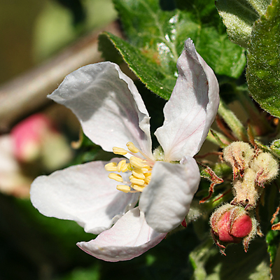 포토 JPG 해외이미지 나무 식물 계절 꽃잎 꽃 꽃무늬 자연 사람없음 야외 환경 정원 봄 성장 벚꽃 신선 개화 닫기 사과 관목 생태계 원예 내추럴 영원 해외포토 무늬 과일 모션 취미 파일형식 이미지허브