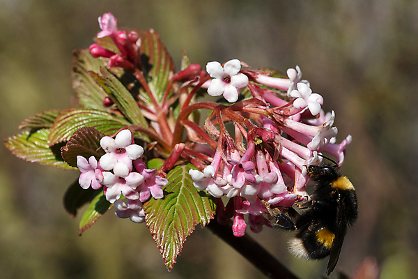 포토 JPG 해외이미지 식물 동물 꽃 야생동물 곤충 자연 종류 사람없음 야외 환경 정원 봄 벚꽃 개화 닫기 생태계 화단 서식지 내추럴 동물상 호박벌 해외포토 계절 모션 조형물 벌_곤충 파일형식 이미지허브