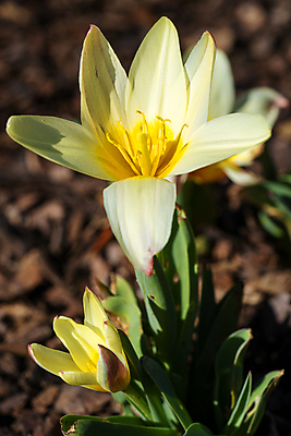 포토 JPG 해외이미지 식물 계절 꽃잎 꽃 꽃무늬 자연 사람없음 야외 환경 정원 봄 튤립 성장 벚꽃 신선 개화 닫기 생태계 원예 화단 내추럴 영원 해외포토 무늬 모션 취미 파일형식 이미지허브