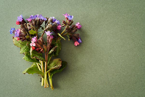포토 JPG 해외이미지 식물 꽃 종이 음식 꽃다발 백그라운드 컨셉 자연 추상 건강 사람없음 초록색 보라색 봄 벚꽃 약재 신선 약초 허브 유기농 생태계 내추럴 식용 자연요법 치료제 카피스페이스 미니멀 해외포토 웰빙 계절 컬러 무늬 약 공백 풀_식물 파일형식 이미지허브
