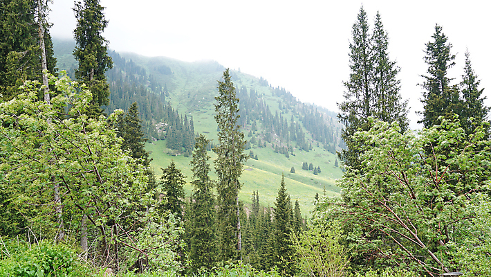 포토 JPG 해외이미지 나무 식물 구름 계절 공원 여행 잎 자연 아침 산 풍경 잔디 사람없음 야외 목재 초록색 여름 환경 어둠 봄 안개 가을 소나무 숲 위험 신비 시원함 상록수 전나무 내추럴 뿌연 삼림지대 카자흐스탄 가문비나무 해외포토 주간 자연요소 공공시설 아시아 컬러 컨셉 재료 날씨 생태계 파일형식 이미지허브