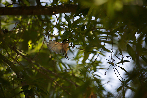 포토 JPG 해외이미지 나무 동물 척추동물 응시 야생동물 과학 잎 날개 자연 조류 생물 풍경 사람없음 야외 가로 초록색 뷰티 환경 다양 나뭇가지 황무지 보호 작음 깃털 생물학 부리 리빙 계산서 내추럴 동물상 생태학 착륙 그리너리 해외포토 식물 시선 교육 컬러 다수 컨셉 조형물 크기 생태계 파일형식 트랜드컬러 이미지허브