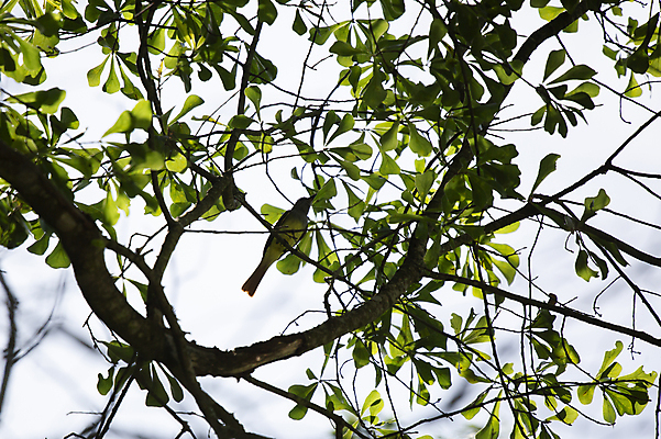 포토 JPG 해외이미지 나무 동물 척추동물 야생동물 과학 백그라운드 잎 날개 자연 조류 생물 풍경 사람없음 야외 가로 초록색 뷰티 갈색 환경 회색 다양 나뭇가지 황무지 보호 큼 생물학 장면 갈기 리빙 내추럴 동물상 생태학 그리너리 해외포토 식물 교육 컬러 다수 컨셉 조형물 크기 생태계 파일형식 트랜드컬러 이미지허브
