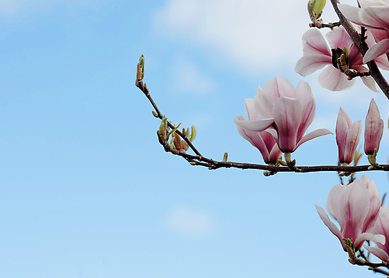 포토 JPG 해외이미지 나무 식물 계절 꽃 분홍색 백그라운드 잎 자연 하늘 사람없음 야외 뷰티 정원 보라색 봄 성장 벚꽃 흰색 나뭇가지 개화 목련 내추럴 해외포토 컬러 생태계 파일형식 이미지허브