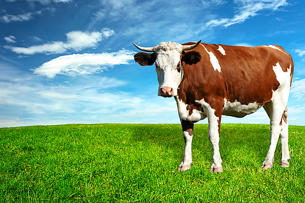 포토 JPG 해외이미지 동물 1 응시 밭 농업 포유류 자연 하늘 서기 사람없음 초록색 파란색 농장 농경지 갈색 머리 맑음 목장 소고기 우유 시골 소 농부 방목 밭일 카피스페이스 목가 해외포토 직업 시선 산업 컬러 모션 날씨 유제품 육류 신체부위 공백 축산업 생태계 파일형식 이미지허브