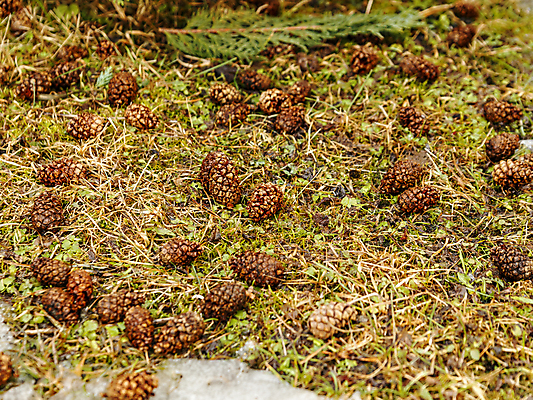 포토 JPG 해외이미지 나무 식물 계절 공원 백그라운드 잎 자연 표면 이끼 사람없음 야외 초록색 뷰티 갈색 흙 봄 소나무 숲 질감 솔방울 침엽수 땅바닥 가문비나무 해외포토 공공시설 컬러 바닥 생태계 파일형식 이미지허브