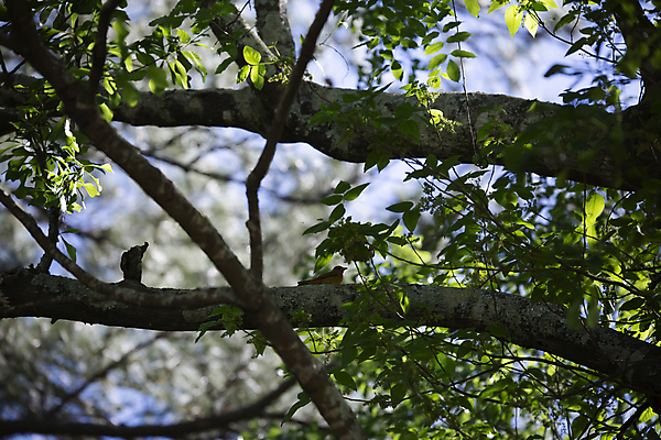 포토 JPG 해외이미지 나무 동물 척추동물 야생동물 과학 잎 날개 자연 조류 생물 풍경 사람없음 야외 가로 초록색 머리 환경 다양 나뭇가지 황무지 보호 깃털 생물학 부리 장면 진홍색 리빙 계산서 내추럴 동물상 생태학 그리너리 해외포토 식물 교육 컬러 다수 컨셉 신체부위 빨간색 조형물 생태계 파일형식 트랜드컬러 이미지허브