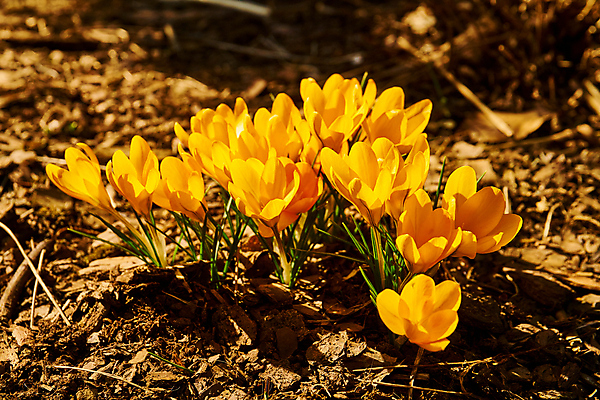 포토 JPG 해외이미지 식물 계절 공원 꽃잎 꽃 꽃다발 백그라운드 잎 겨울 꽃무늬 자연 휴가 부활절 사람없음 야외 초록색 뷰티 노란색 환경 정원 보라색 냉동 봄 추위 성장 벚꽃 신선 개화 4월 다발 속도 서리 내추럴 고립 사프란 생태학 해외포토 공공시설 교육 기념일 컬러 무늬 날짜 향신료 생태계 파일형식 이미지허브