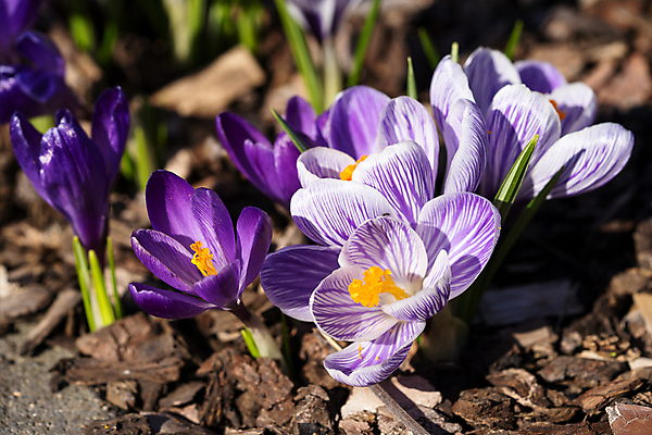 포토 JPG 해외이미지 식물 계절 공원 꽃잎 꽃 꽃무늬 자연 풍경 사람없음 야외 환경 정원 봄 성장 벚꽃 신선 개화 생태계 원예 화단 내추럴 해외포토 공공시설 무늬 취미 파일형식 이미지허브