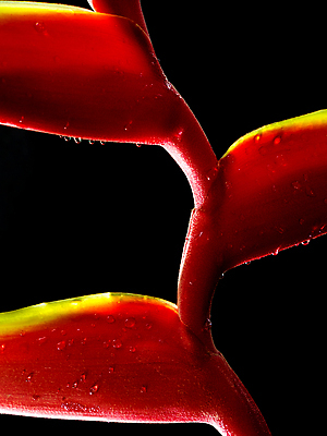 포토 JPG 해외이미지 식물 꽃 백그라운드 꽃무늬 자연 매달리기 사람없음 빨간색 초록색 검은색 벚꽃 닫기 바닷가재 열대우림 고립 이국적 집게발 파라다이스 해외포토 컬러 무늬 모션 숲 가재 생태계 파일형식 이미지허브