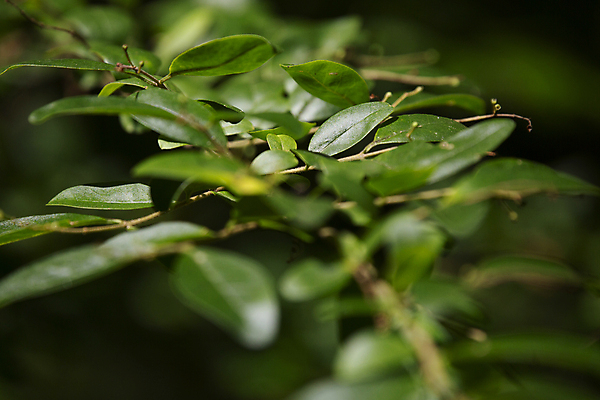 포토 JPG 해외이미지 식물 과학 백그라운드 컨셉 잎 자연 생물 풍경 사람없음 야외 가로 초록색 울타리 뷰티 환경 다양 성장 황무지 보호 관목 생물학 장면 리빙 내추럴 광합성 생태학 그리너리 해외포토 나무 교육 컬러 다수 담장 생태계 파일형식 트랜드컬러 이미지허브