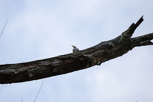 포토 JPG 해외이미지 나무 동물 척추동물 야생동물 과학 백그라운드 낙엽 자연 조류 하늘 날씨 생물 사람없음 야외 목재 가로 뷰티 머리 환경 다양 나뭇가지 죽음 황무지 보호 숲 깃털 생태계 생물학 장면 리빙 내추럴 동물상 생태학 해외포토 식물 교육 다수 컨셉 잎 재료 신체부위 조형물 파일형식 이미지허브