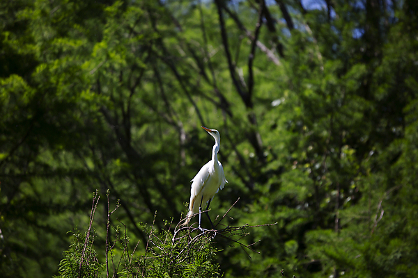 포토 JPG 해외이미지 나무 동물 척추동물 야생동물 과학 백그라운드 날개 자연 조류 생물 앉기 풍경 사람없음 야외 가로 초록색 환경 다양 흰색 나뭇가지 관찰 황무지 보호 큼 왜가리 깃털 경계 생물학 장면 리빙 내추럴 동물상 생태학 그리너리 해외포토 식물 교육 컬러 다수 컨셉 모션 조형물 크기 생태계 파일형식 트랜드컬러 이미지허브