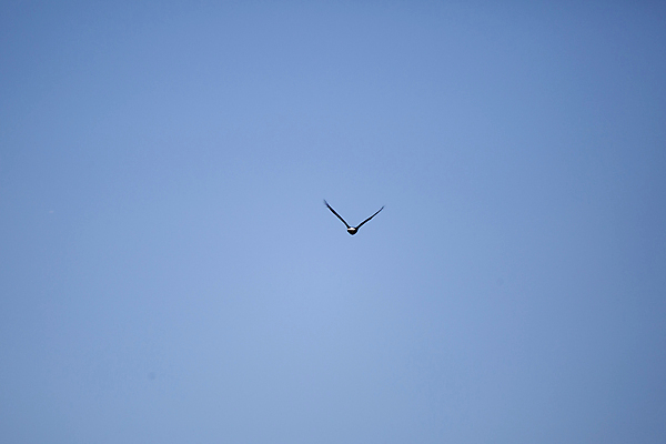 포토 JPG 해외이미지 동물 척추동물 야생동물 과학 캐나다 날개 자연 조류 하늘 날씨 멕시코 사람없음 야외 가로 파란색 갈색 검은색 미국 힘 자유 흰색 큼 먹이 심볼 깃털 생물학 독수리 육식동물 대머리 사냥꾼 멸종 철새 알래스카 애국심 웅장함 전국 포식 해외포토 직업 헤어스타일 교육 컬러 컨셉 북아메리카 크기 생태계 파일형식 이미지허브