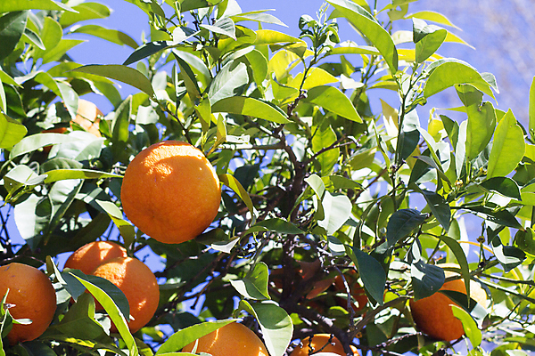 포토 JPG 해외이미지 주간 농업 귤 사람없음 야외 귤나무 해외포토 자연요소 나무 산업 과일 파일형식 이미지허브