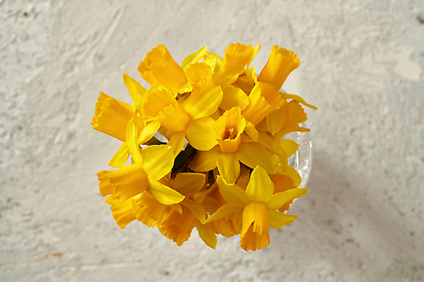 포토 JPG 해외이미지 식물 계절 꽃 꽃다발 컨셉 자연 부활절 사람없음 노란색 봄 벚꽃 흰색 신선 다발 생태계 원예 심플 수선화 내추럴 어머니의날 해외포토 기념일 컬러 취미 미국문화 파일형식 이미지허브