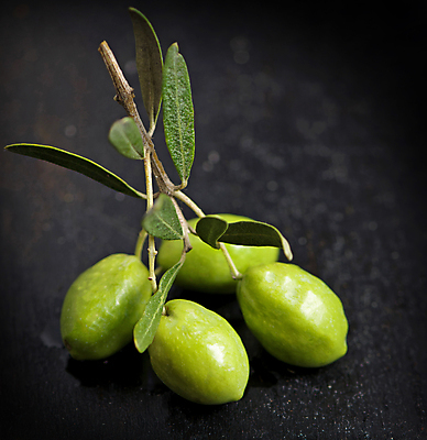 포토 JPG 해외이미지 잎 검은배경 사람없음 초록색 나뭇가지 올리브 해외포토 나무 식물 열매 컬러 백그라운드 검은색 파일형식 이미지허브