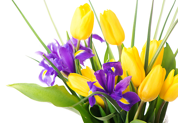 포토 JPG 해외이미지 여러송이 잎 봄꽃 실내 사람없음 튤립 흰배경 아이리스 해외포토 식물 꽃 다수 백그라운드 내부 봄 흰색 파일형식 이미지허브